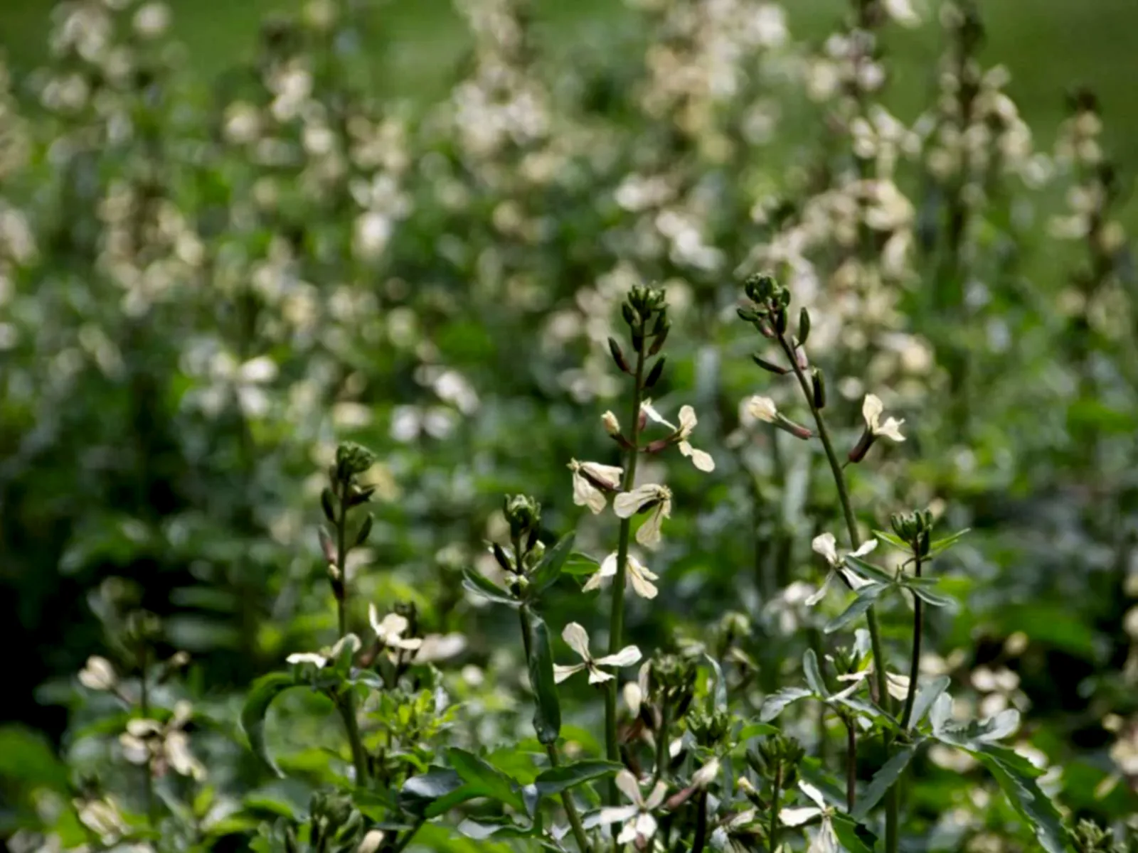 a close up of a plant