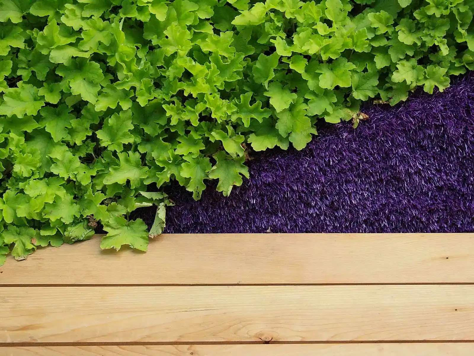 a wooden deck with green plants next to purple carpet