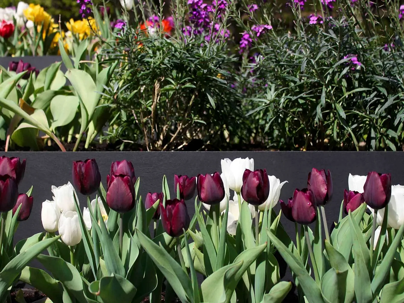 a group of flowers in a garden