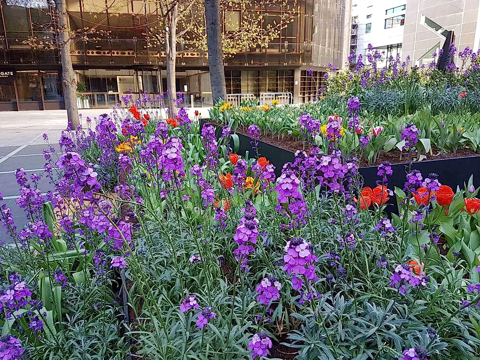 a flower bed with purple flowers in front of a building