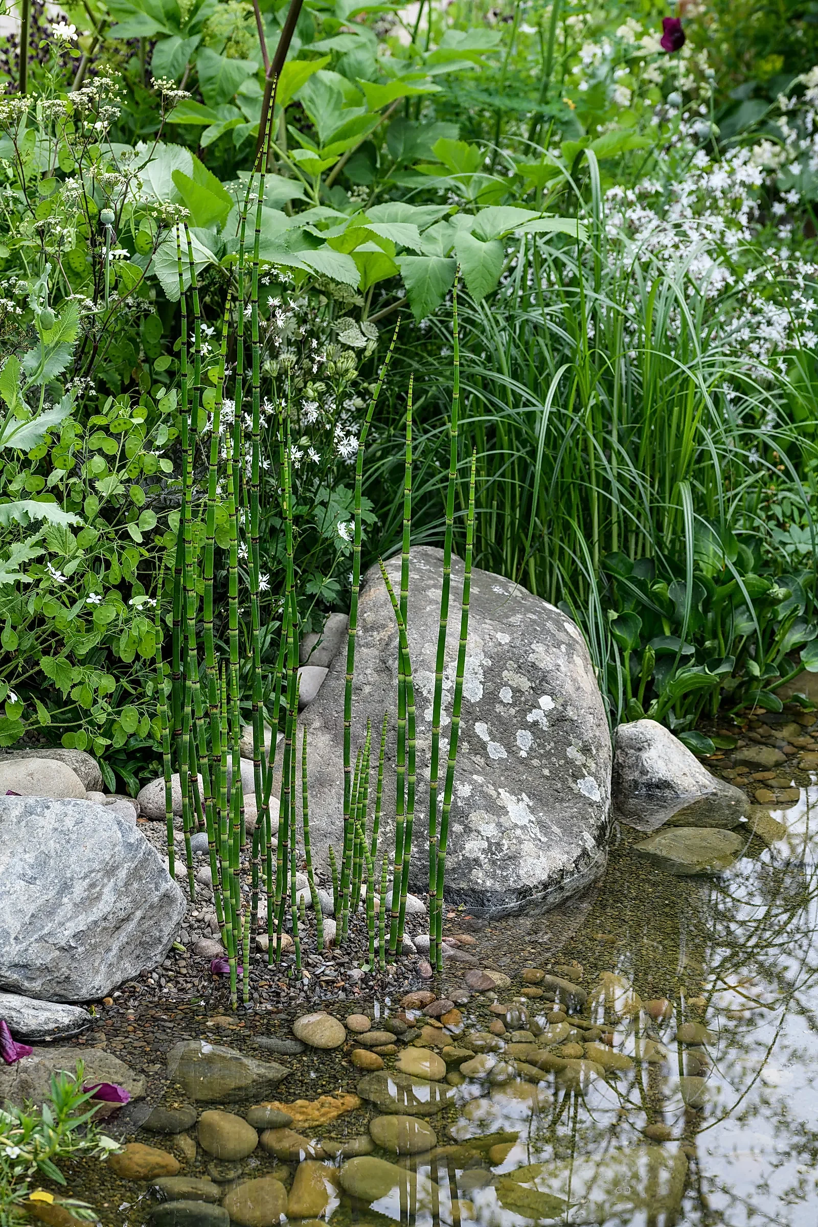 Garden pond with plants