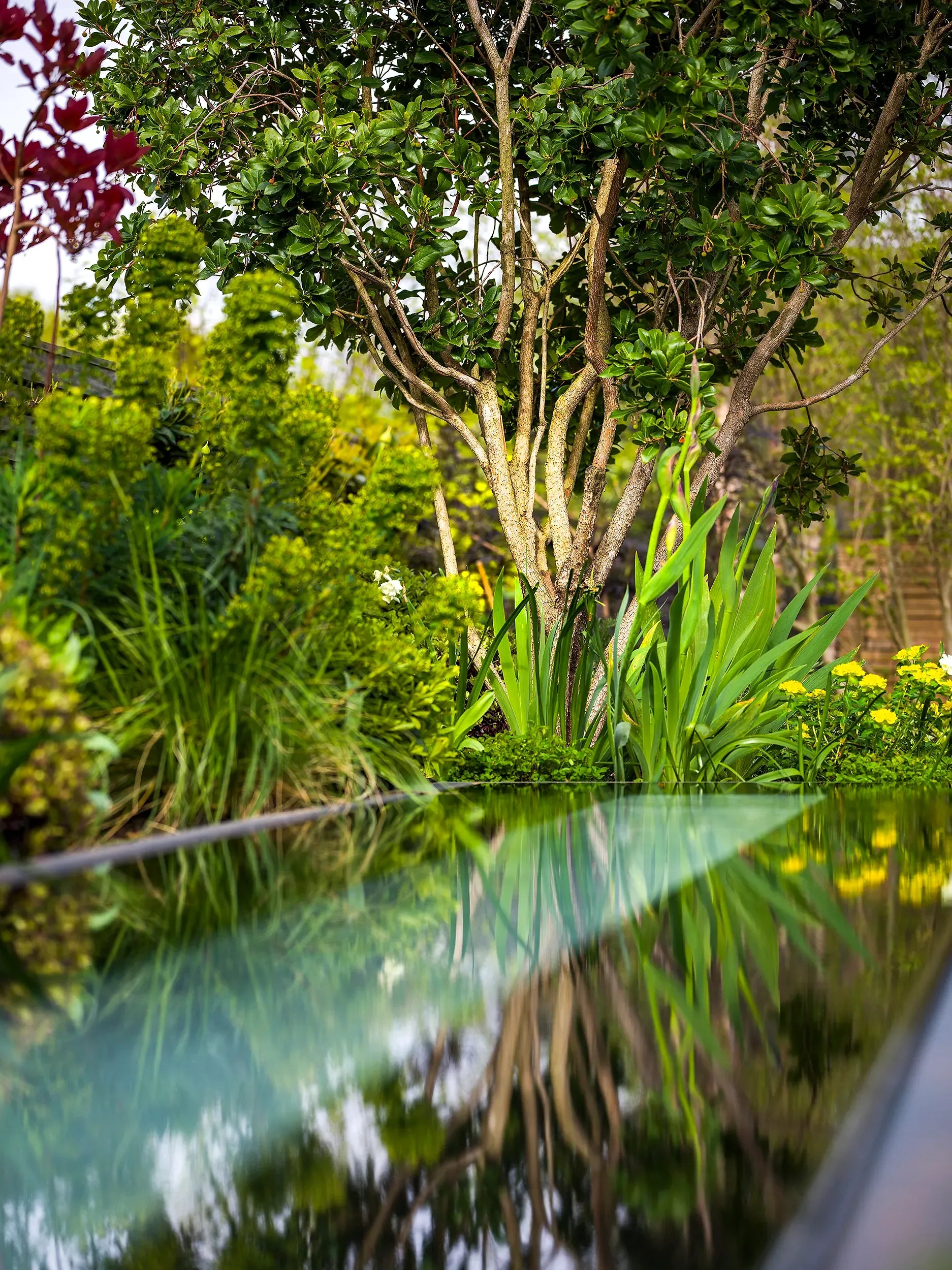 Plants around a garden pond