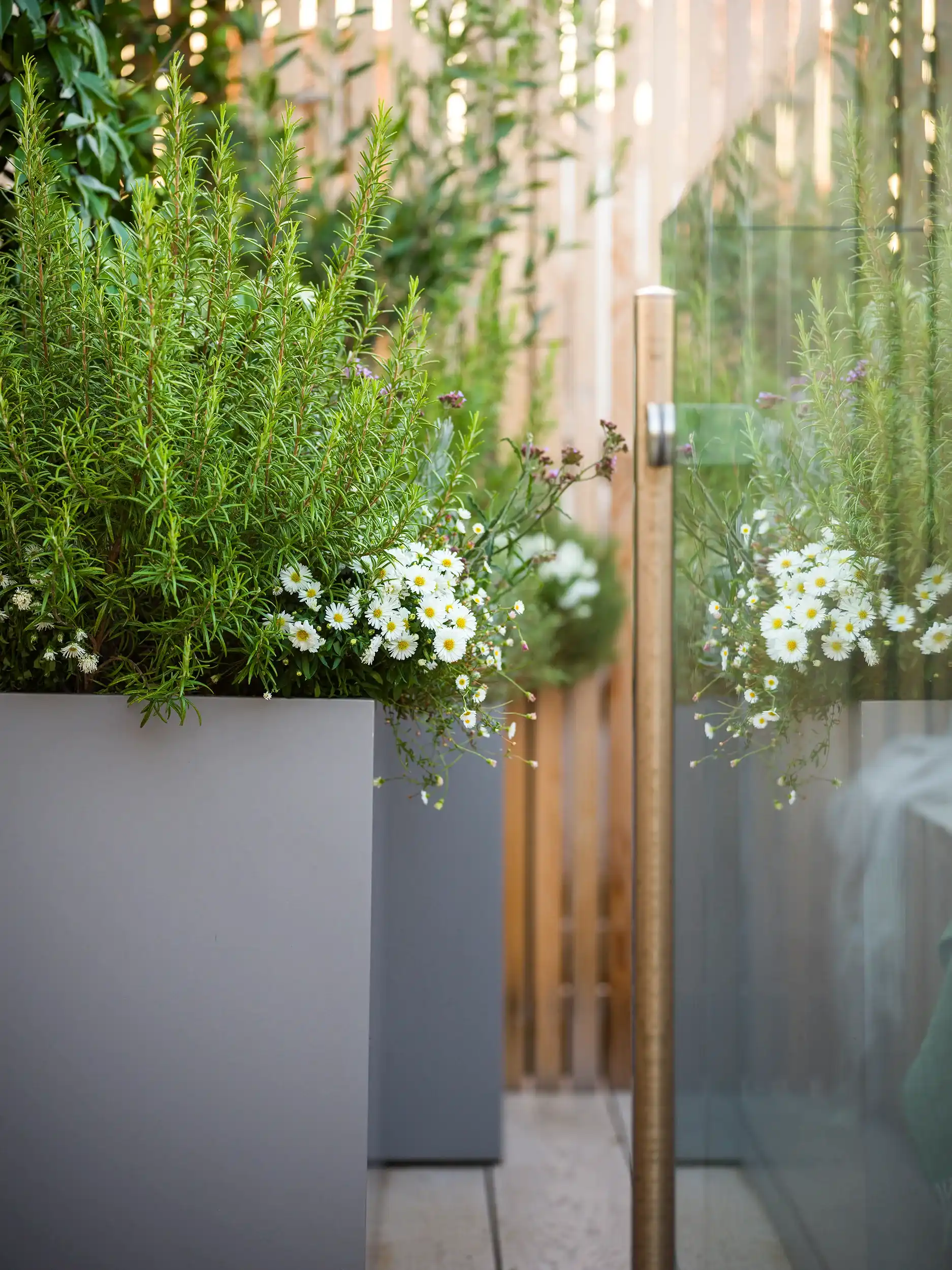 Rooftop planting