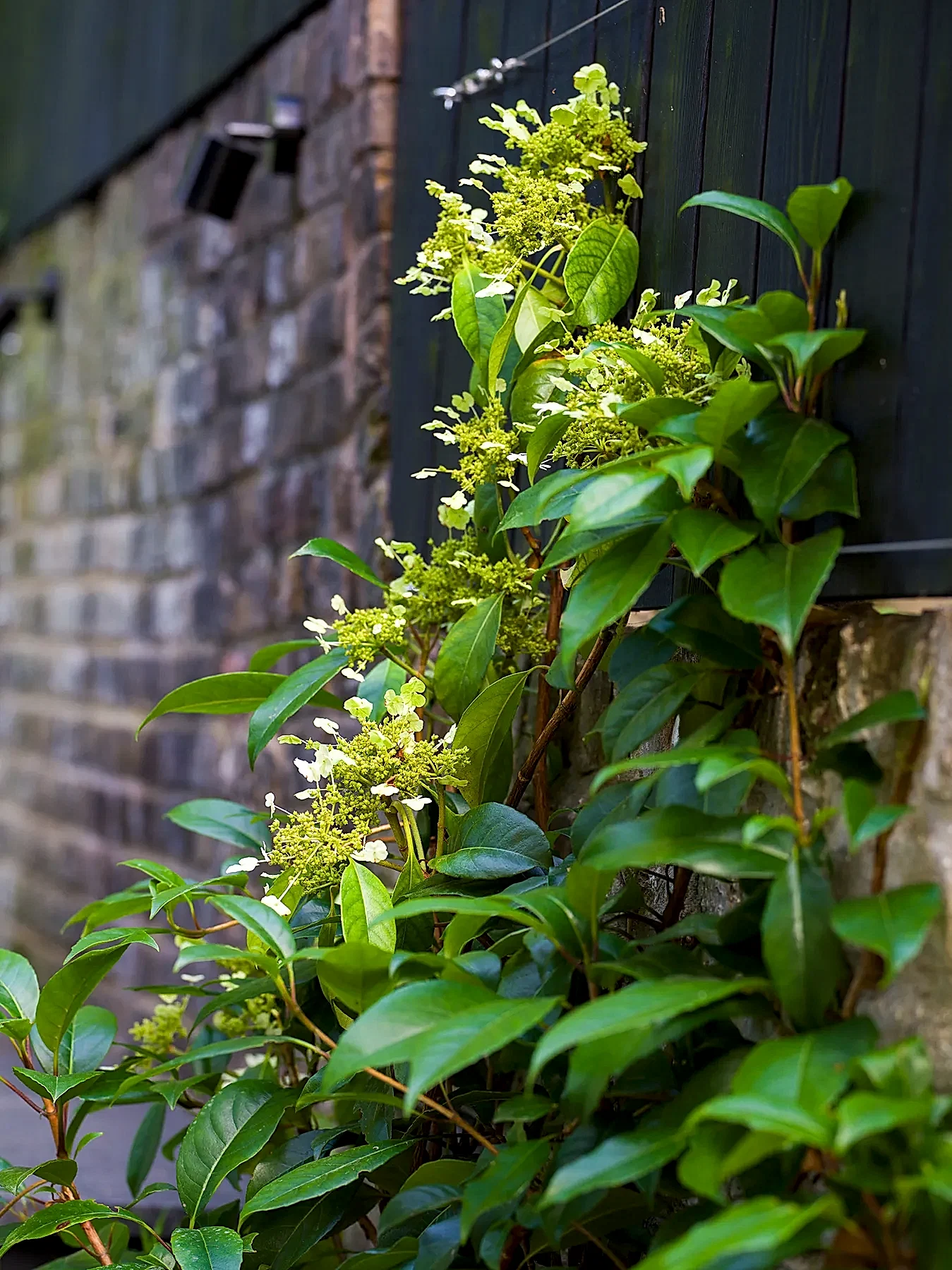 Bush against a wall