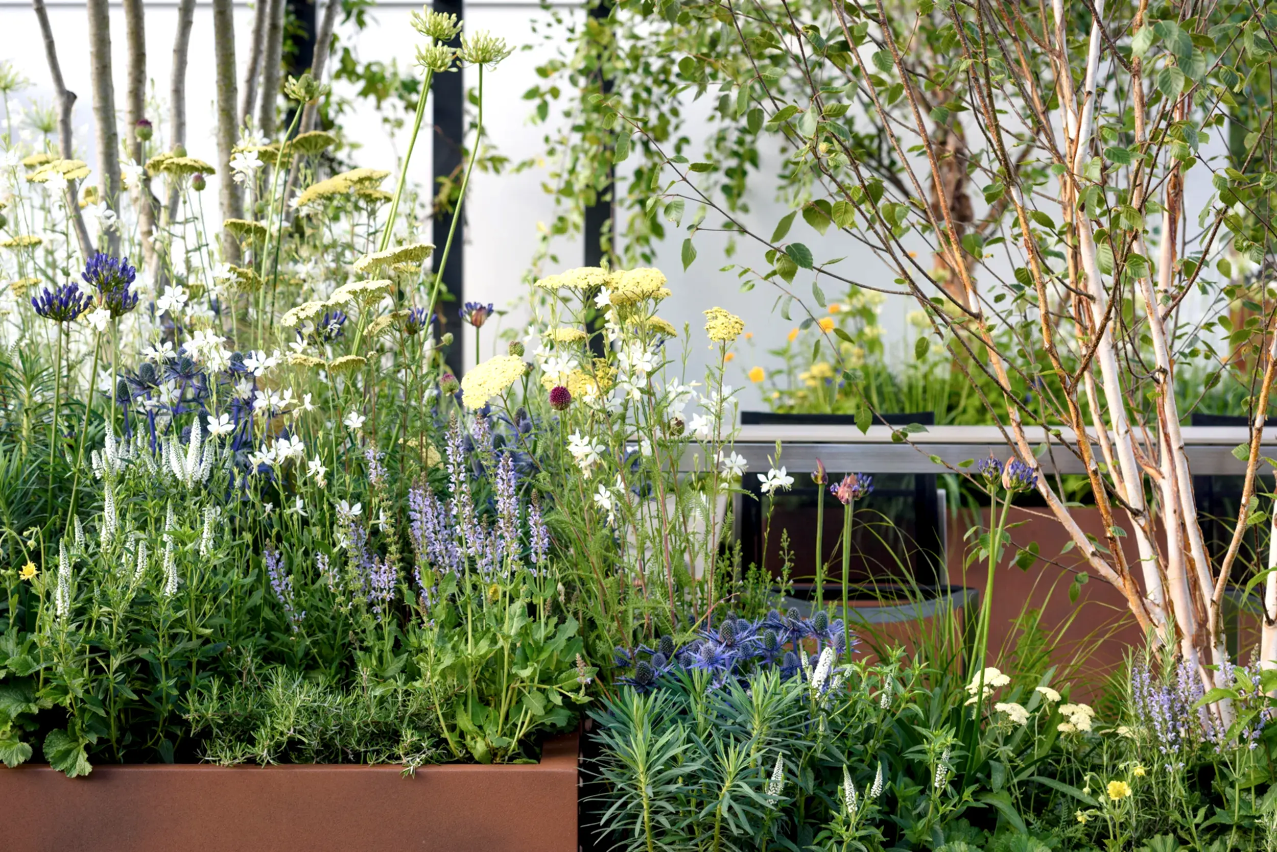 a group of flowers in a garden