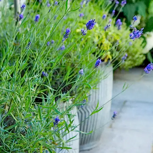 a group of purple flowers in a pot