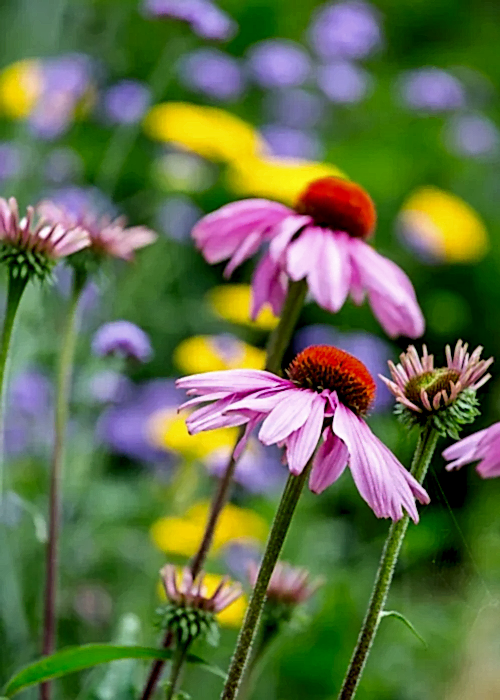 Close up of a pink and red flower