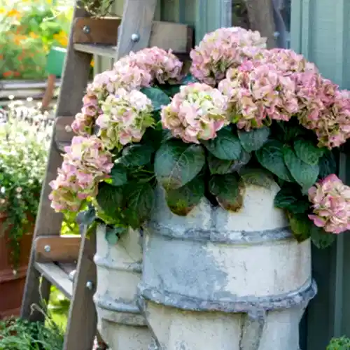 a planter with pink flowers in it