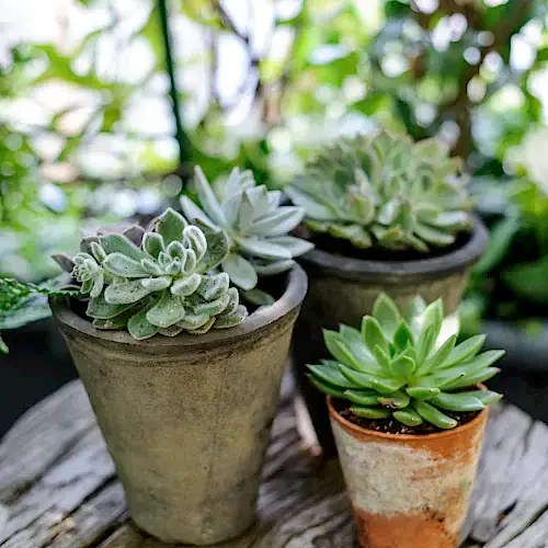 a group of succulent plants in pots