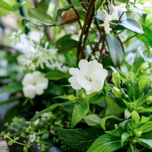 a close up of a plant