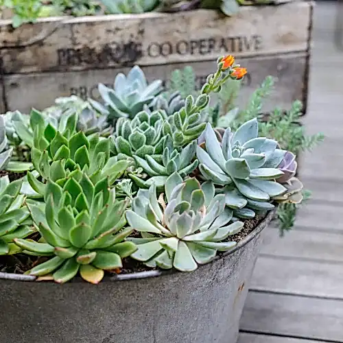 a group of succulent plants in a metal pot