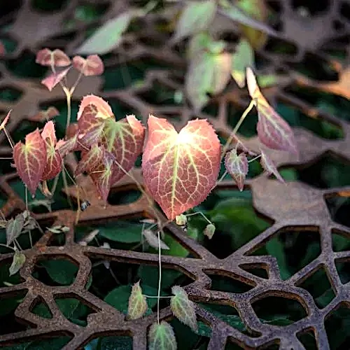 a plant growing out of a grate