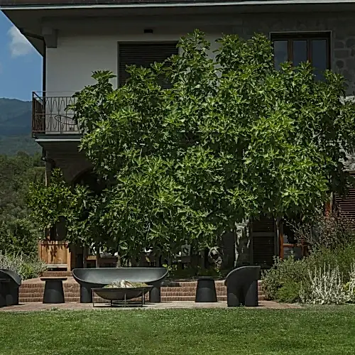 a large tree in front of a house