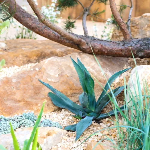 a plant growing in the rocks