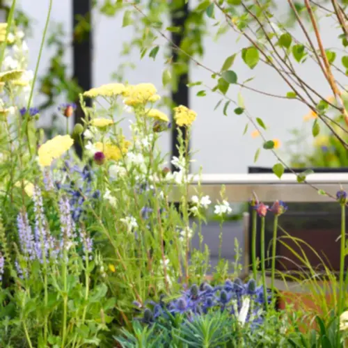 a group of flowers in a garden