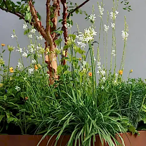 a planter with white flowers and a tree