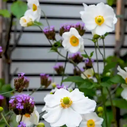 a group of white flowers