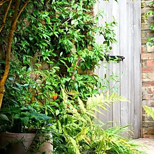 plants growing on a wall