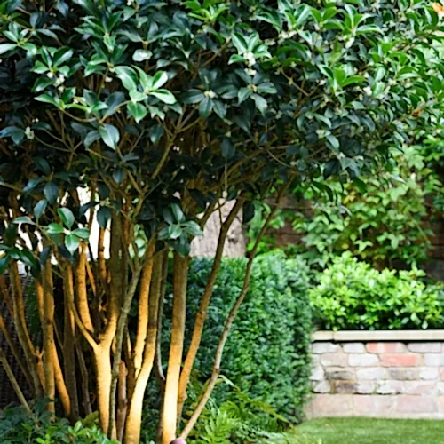 a tree with green leaves