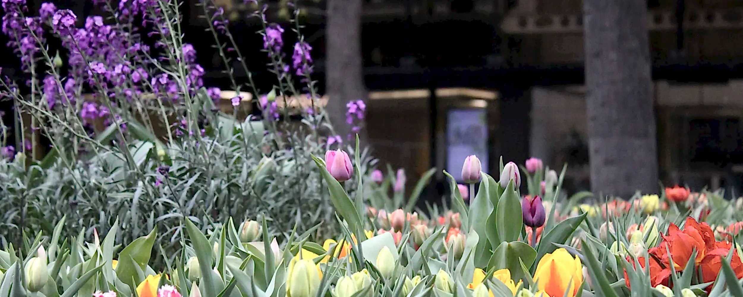 a group of colorful flowers