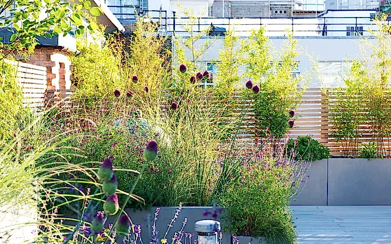 a garden with plants and a fence