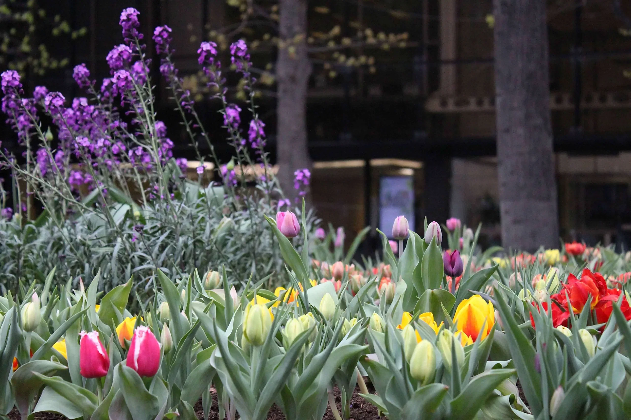 a group of colorful flowers